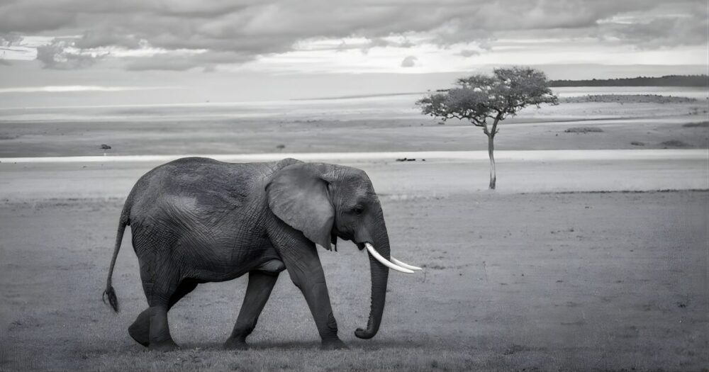 夕暮れのサバンナを静かに歩く象の姿